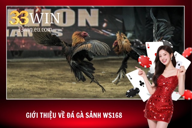 Đá Gà Sảnh WS168 - Tận Hưởng Đấu Trường Uy Tín Và Đỉnh Cao Vài nét về sảnh đá gà WS168 số 1 châu Á